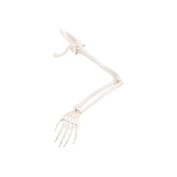3B Anatomical Model - Loose Bones, Arm Skeleton with Scapula and Clavicle, Left